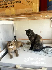  2 Cats for adoption