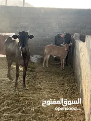  4 أبقار جيرسي مهجن للبيع