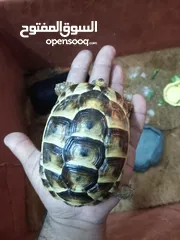  2 Hermann tortoise