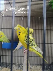 4 متاح 3 ازواج وذكرين تكساس