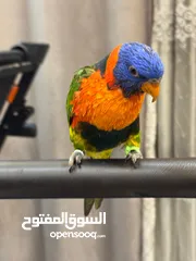  1 فرخ لوري زق بالأيد بدايه فطام اليف هادي جدا حجم وصحه ماشاء الله تبارك الرحمن الله يبارك لصاحب النصيب