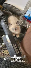  1 قطة راغدول مميز عمر شهرين  لعوب وحنون جدا