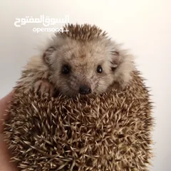  1 قنفذ بيتي للبيع/العمر 8اشهر