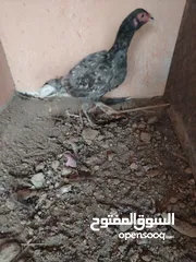  2 دجاج باكستاني اصل