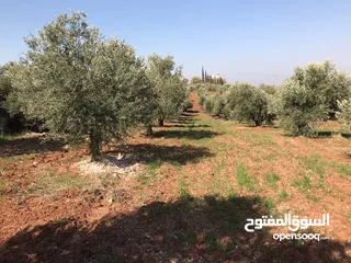 6 ارض للبيع في السلط /الصبيحي -بيوضة الشمالية  مساحة الارض 3.400 دونم