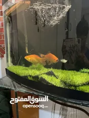  3 حوض سمك كبير + فلتر خارجي + طاوله من الزجاج