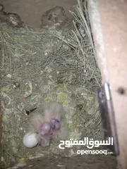  2 فراخ كوكتيل للزق اليدوي