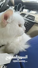  6 percian socialy kind withot voice persian cat