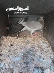  5 زغاليل حجم كبير