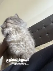  10 قط هملايا& بيرشن أليف جدا