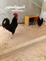  1 دجاج تهجين لوهمان وجيرسي الأسود