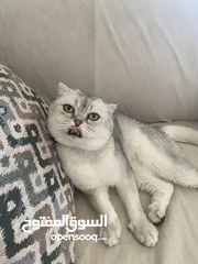  4 ذكر سكوتش فولد ابيض للتزاوج grey shaded