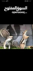  2 les ecureuils سنجاب سناجب السناجب