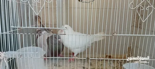  1 Big pigeon  male and female for sale