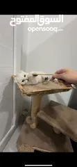  4 Beautiful Cat for Sale – Healthy & Friendly ( urgent sale i am leaving)