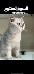  1 قطة سكوتش عمرها 3 شهور ملكة جمال ماشاءالله عمرها 3 شهور للبيع مع أغراضها