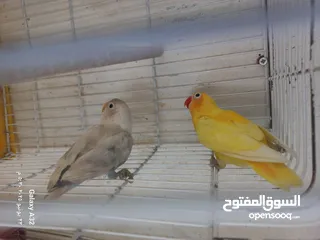  10 مخاليف فيشر اقرأ الوصف