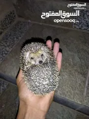  6 قنافذ منزلية للبيع