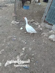  1 ذكر وز للبيع