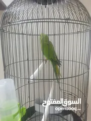  5 ببغاء درة 40