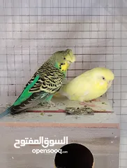  1 3 أزواج طيور حب جاهزات