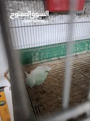  3 جواز حب هوقو رومو وبلدي