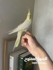  3 عصافير كوكتيل لللبيع