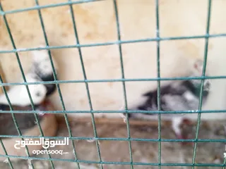  2 جوز كشامره مع فراخهن مع القن والمشربيه للبيع ب12دينار