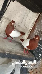  7 جواز حمام للبيع