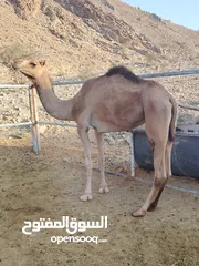  2 بكرة حايل طبيع وهاديه