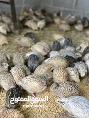  1 سمان او فري