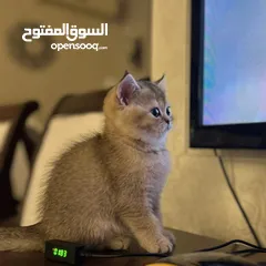  4 قطط سكوتش ستريت (بيور 100%) للبيع ، وبسعر رمزي جدا !!