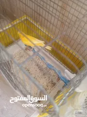  6 متاح حساسين  اربع فحول وخمس طواير  و   كنار طيره صريره حسون