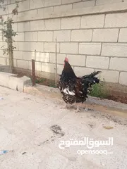  3 ديك سايكس كرستال عمرو تقريبا 6شهور