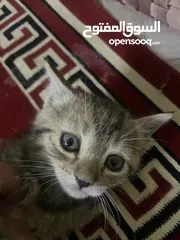  2 3 قطط شيرازي صغار للتبني مع الأم