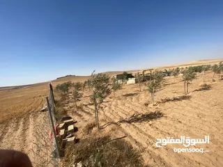  9 مزرعه زيتون
