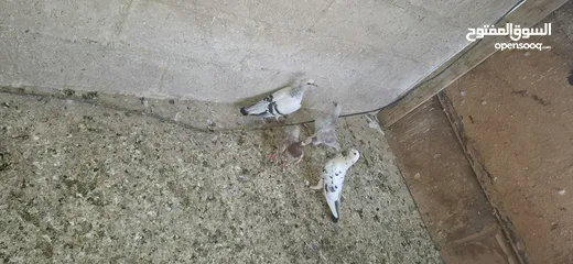  2 حمام للبيع كشمري  وبلدي  وبوز