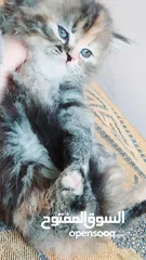  10 كيتنز بيرشن بيور مدربين ومطعمين حشرات 47 يوم