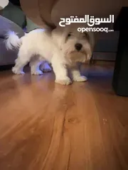  6 للبيع – كلب مالتيز ذكر – 8 أشهر – الرياض  For Sale – Male Maltese Dog – 8 Months – Riyadh