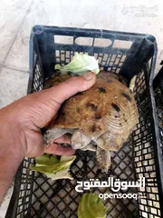  2 سلاحف عدد  8  حبات سعر الحبه 3د سحاب
