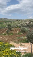  3 ارض دونمين و80 متر