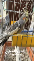  5 طيور الكوكتيل