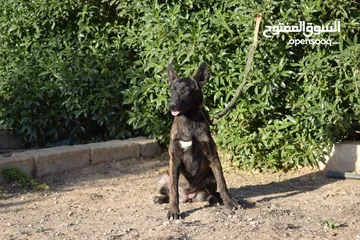  4 جراء بلجن مالينو و الراعي الهولندي (Belgian Malinois & Dutch Shepherd)