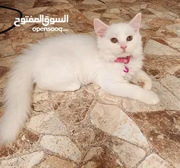  4 قطط شيرازيه للبيع