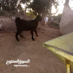  2 صخله صلات انبي عمر ثلاث شهور صحه ونضافه مكفوله من جميعو