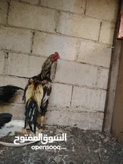  20 باكستاني، براهما، امهات لاحم فرخات عمر 3 شهور  صوص باكستاني حر  ديوك باكستاني خط أول و فرخات شغالة