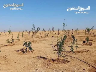 5 أرض ضمن كومباوند المطار 4 بمساحة 3600m للبيع بسعر حرق