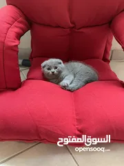  1 SCOTTISH FOLD AND BRITISH SHORT HAIR