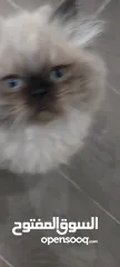  3 قطه هملايا شوكلت للبيع مع كتن هملايا