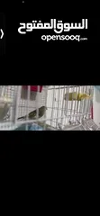  8 يوجد طيور كناري مميزة وجميلة في الخليل